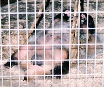 Mmmmm... Badger Porn!