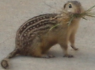 Our Own Furry Nemesis